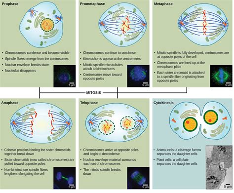 7.3: Mitotic Phase - Mitosis and Cytokinesis - Biology LibreTexts