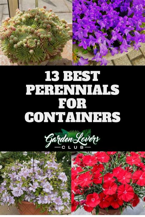 13 Best Perennials for Containers - Garden Lovers Club in 2023 | Best ...