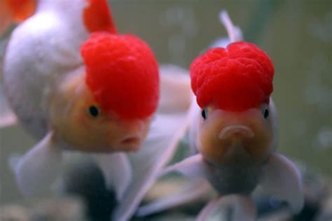 Oranda Goldfish Complete Care Guide: Tips And Advice