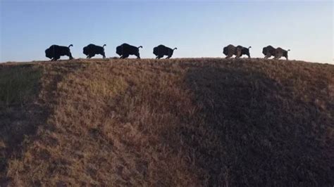 Bison herd art installation silhouette o... | Stock Video | Pond5