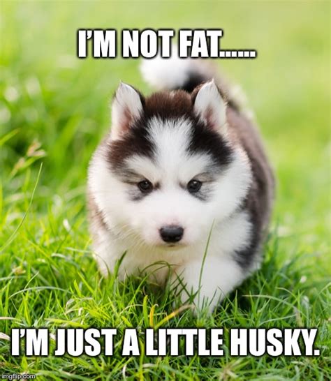 husky Memes & GIFs - Imgflip