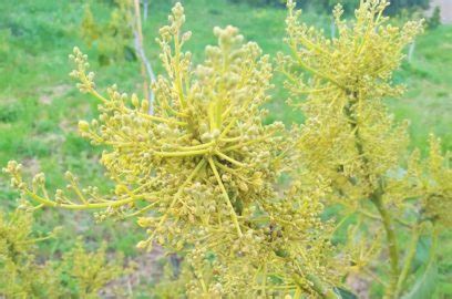 Avocado Tree Propagation and Pollination - Wikifarmer