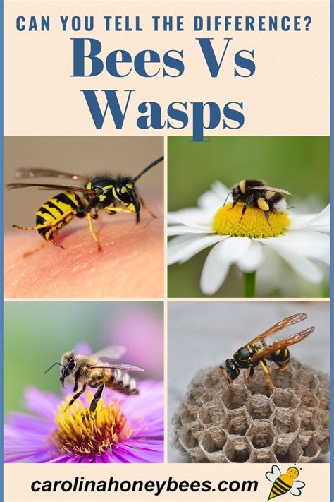 How to identify a bee nest vs wasp nest. Each insect has a different ...