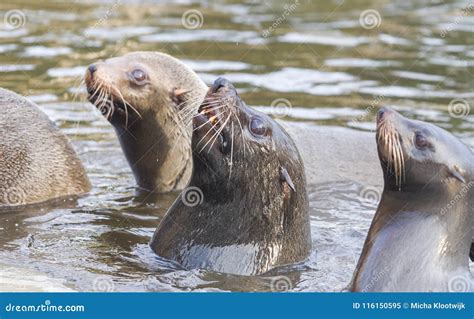 Sea lion eating a fish stock image. Image of animal - 116150595