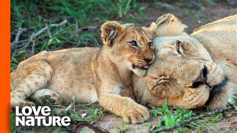 African Lion Cubs With Mother