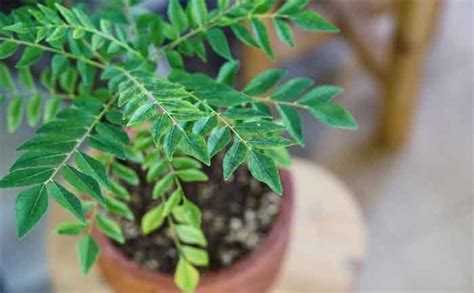 DIY Caring for Curry Leaves Plant At Home