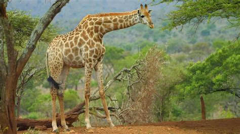 Premium Photo | A giraffe and a baby are standing in a forest.