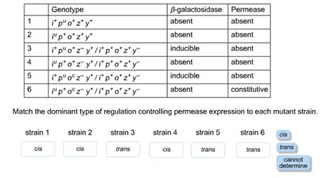 Solved The lac operon consists of a promoter that initiates | Chegg.com