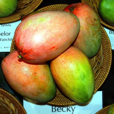 Mango Fruit, Mango Tree, Coral Gables Florida, Mango Varieties, Pine ...