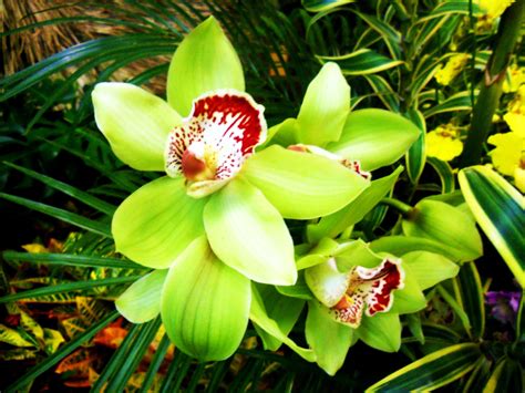 GREEN orchids are the best. Green Orchid, Green Flowers, 10 Picture ...