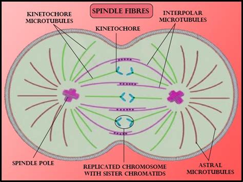 Metaphase Spindle Fibers