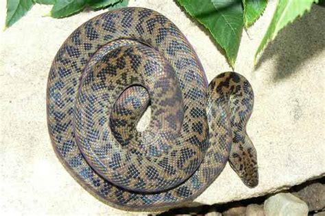 Spotted Python - Habitat, Shedding, Breeding and Interesting Facts