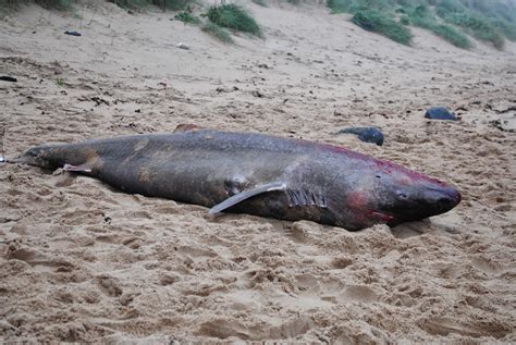 Greenland Shark – Serenity Farne Islands Boat Tours and Trips