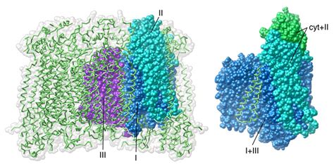 PDB-101: Learn: Structural Biology Highlights: Cytochrome Oxidase