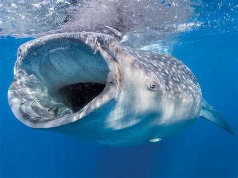 The Whale Shark | California Diving News