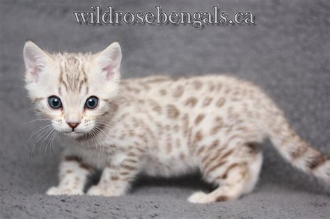 White Bengal Kitten