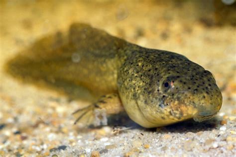 Cannibal tadpoles croak like grown-ups when eating kin - CSMonitor.com