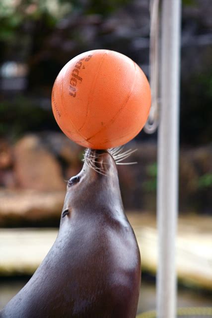 Sea Lion Balancing Ball Theatre of the Sea 2-1-10 IMG_1748… | Flickr