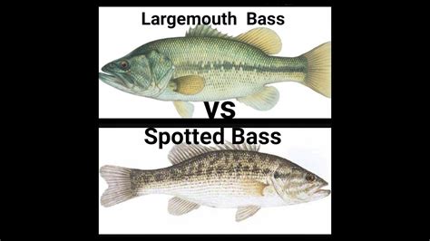 Fishing for Largemouth Bass vs Spotted Bass – Bass Manager | The Best ...