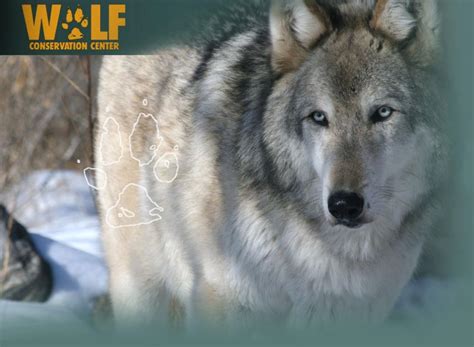 Wolf Conservation Center