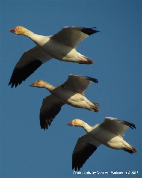 Geese Formation by eaglesdarephoto on DeviantArt