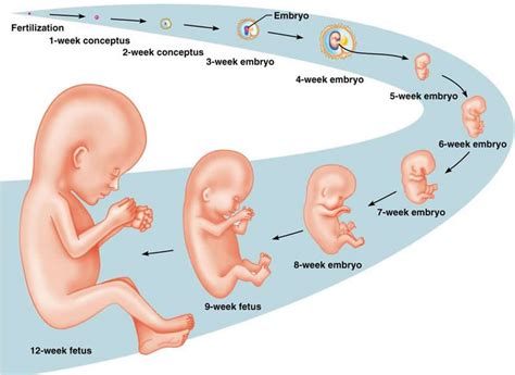 Pregnancy Stages: You and Your Baby Development | Parenting 4 parent