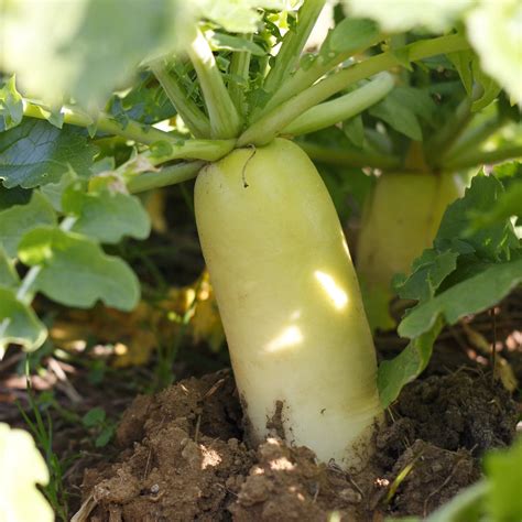 Tillage Radish Cover Crop Seeds – Hudson Valley Seed Company