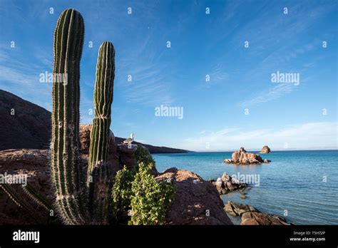 Cactus & gull, Espiritu Santo Island, Baja California Sur, Mexico Stock ...