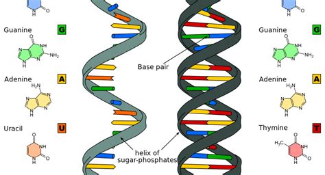 RNA base pairing complexity in living cells visualized by correlated ...