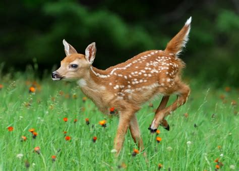 White-tailed Deer - Mike Lentz Nature Photography