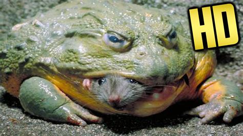 Bullfrog Eats Mouse - Slow Motion HD - YouTube