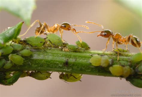 Ants are destroying your plants by nurturing perfect aphid colonies ...