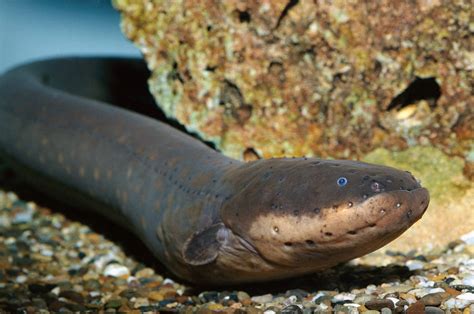 Biologist lets electric eel zap him, says it's 'much more powerful ...