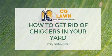 How To Get Rid Of Chiggers In Your Yard - and Prevent! | CrabgrassLawn