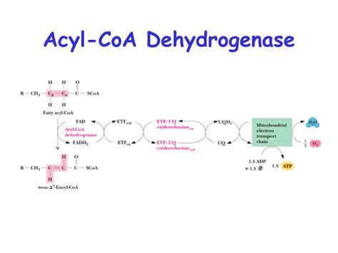 PPT - Fatty acid Catabolism ( b -oxidation) PowerPoint Presentation ...