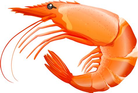 Shrimp Clipart - Png Download - Full Size Clipart (#5273181) - PinClipart