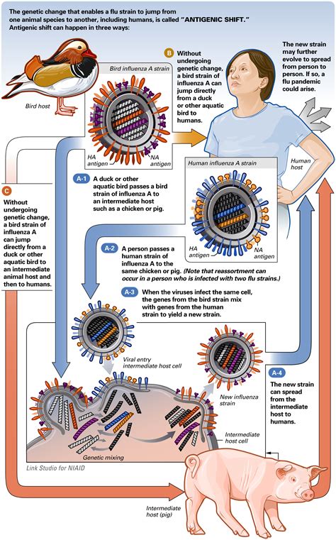 Antigenic Drift vs. Antigenic Shift