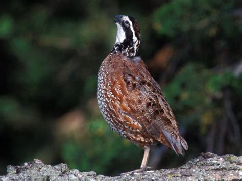 Ultimate Quail Hunting: Trips, Guides, Outfitters, Lodges, Corporate ...