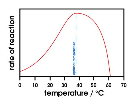 Graph Of Enzyme Activity And Temperature