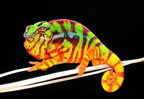 panther chameleon for sale | panther chameleons for sale near me