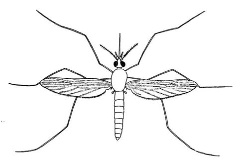 Biological drawings. Insects. Mosquito Adult 1. Biology teaching ...