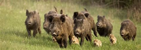 Texas Hog Hunt — Ashby Bowhunting Foundation