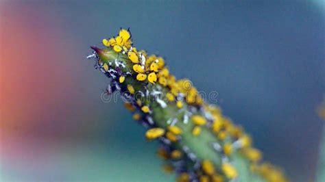 Yellow aphids stock photo. Image of closeup, macro, milkweed - 174164422