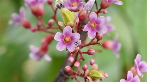 Carambola Flower ( Averrhoa Carambola Stock Footage Video (100% Royalty ...