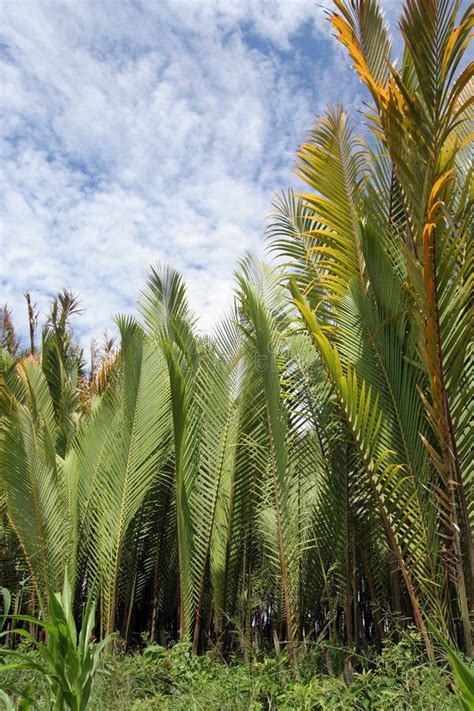 Nipah palm tree or leaf stock photo. Image of plants, warming - 5508802