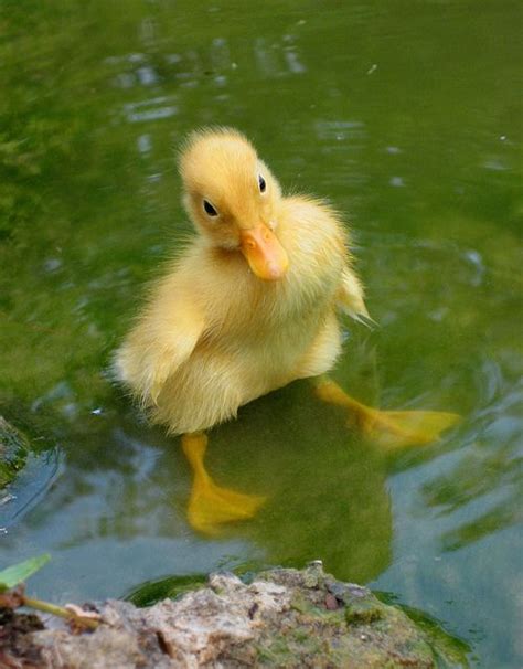 Al agua pato pato! Farm Animals, Animals And Pets, Funny Animals, Cute ...