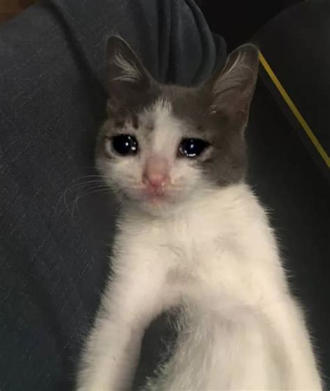 Can someone make me a transparent cut out of the crying sad cat meme ...