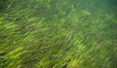 Why we must conserve the world’s seagrasses