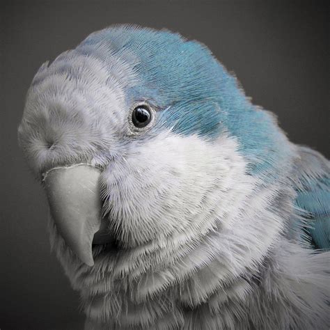 Blue Quaker Parrot Lifespan, Personality, Food and Care | Pet birds ...