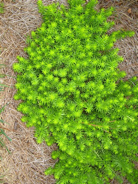 Angelina Sedum Shines in Winter Landscapes - UF/IFAS Extension Bay County